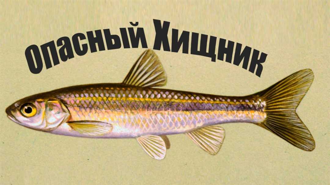 Лучшие места для ловли сазана