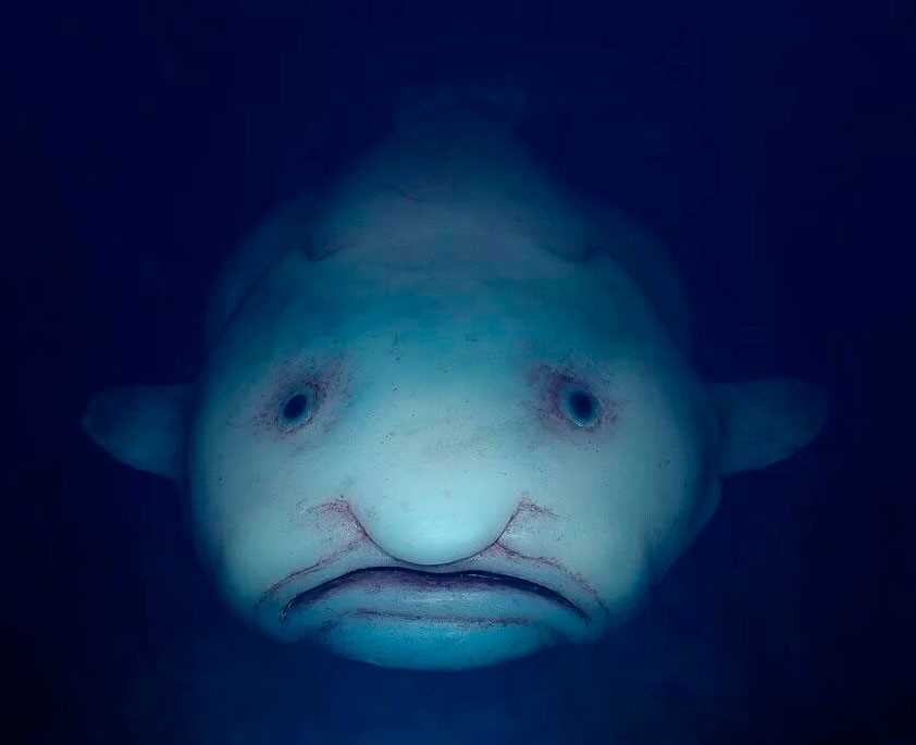 Красивые фотографии капель на рыбе: удивительное водное искусство