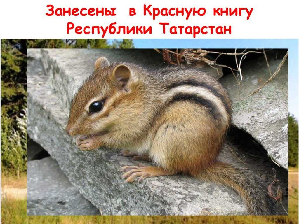 Красная книга Татарстана Красная книга татарстана
