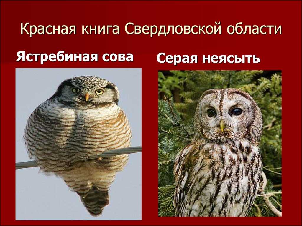 Животный мир Свердловской области