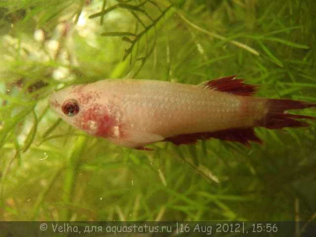 Лечение пучеглазия у рыб