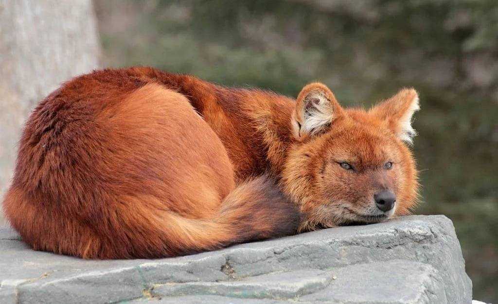 Красный волк на фото Красный волк фото