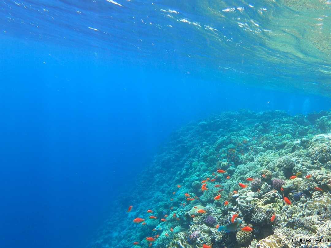 Красное море Евразия окрашенное