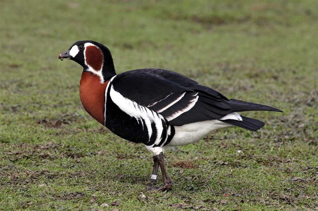 Краснозобая казарка фото