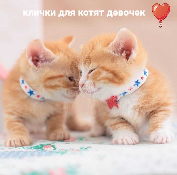Креативные клички для кошек девочек: идеи и примеры