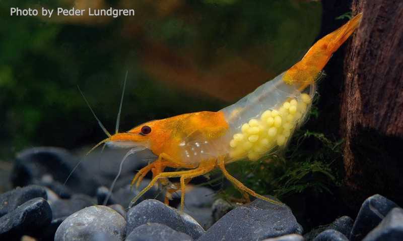 Параметры воды