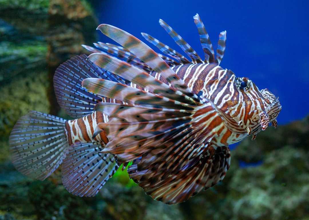 Крылатка рыба: красная зебра и голубая зебра в аквариуме