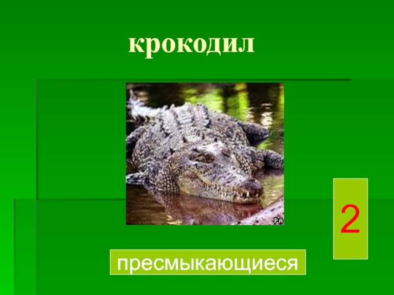 Кавказская гадюка - разновидность змей, включаемая в семейство гадюков
