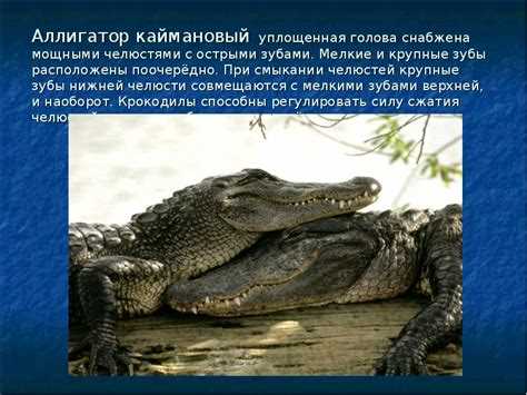 Крокодил – земноводное или пресмыкающееся? Сравнение особенностей
