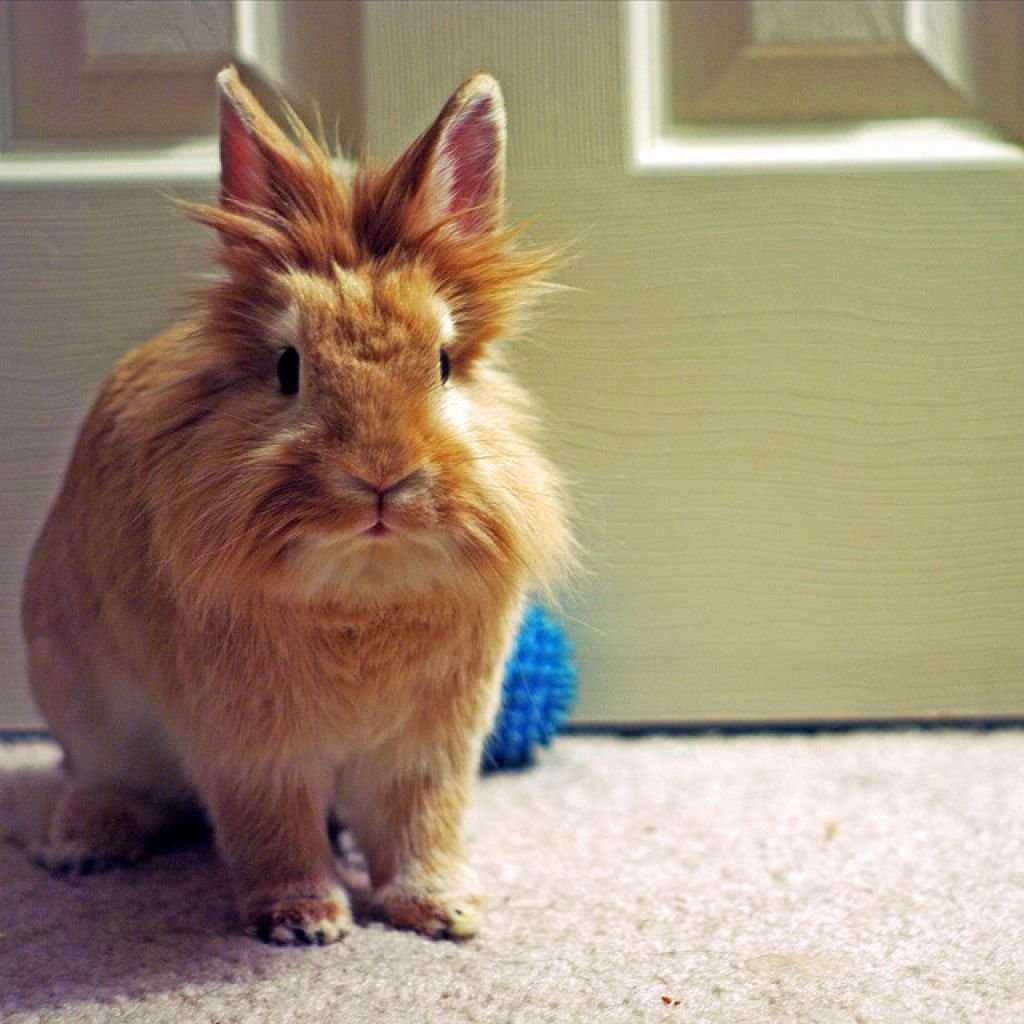 Кролик - описание для детей