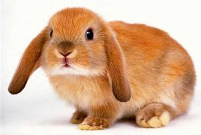 Кролики породы баран: особенности и характеристики