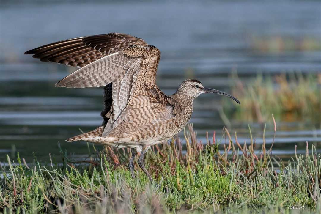 Особенности поведения