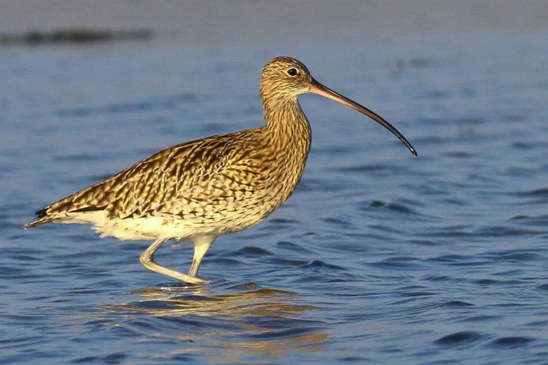 Кроншнеп птица фото Кроншнеп птица фото