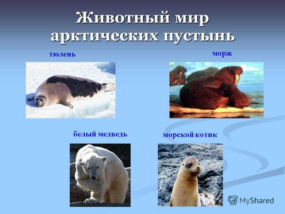 Белый медведь морж и тюлень природная зона. Природные зоны России арктические пустыни животные. Арктические пустыни природная зона. Арктические пустыни животные. Животный миарктических пустынь.