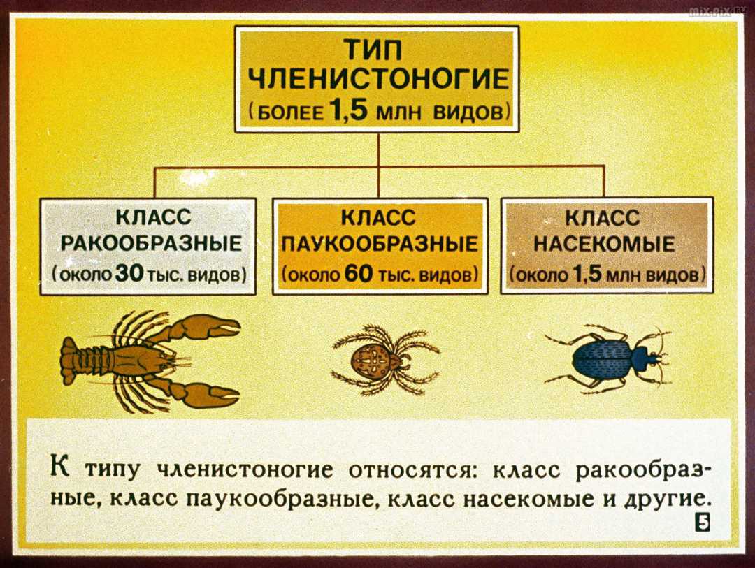 Предки членистоногих. Тип Членистоногие. Тип Членистоногие классы. Классы паукообразные и ракообразные. Тип Членистоногие классы ракообразные.