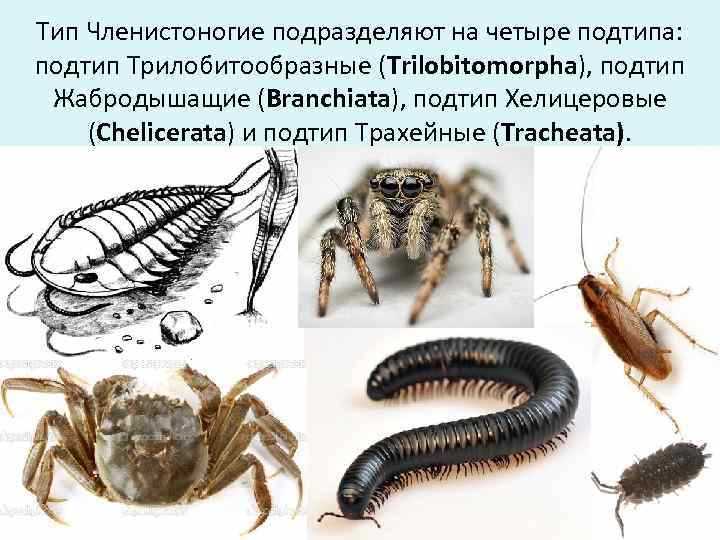 Интересные факты о членистоногих