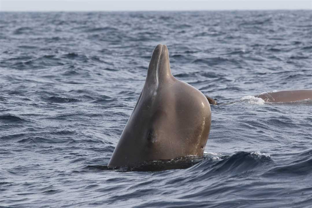Кто такие бутылконосы
