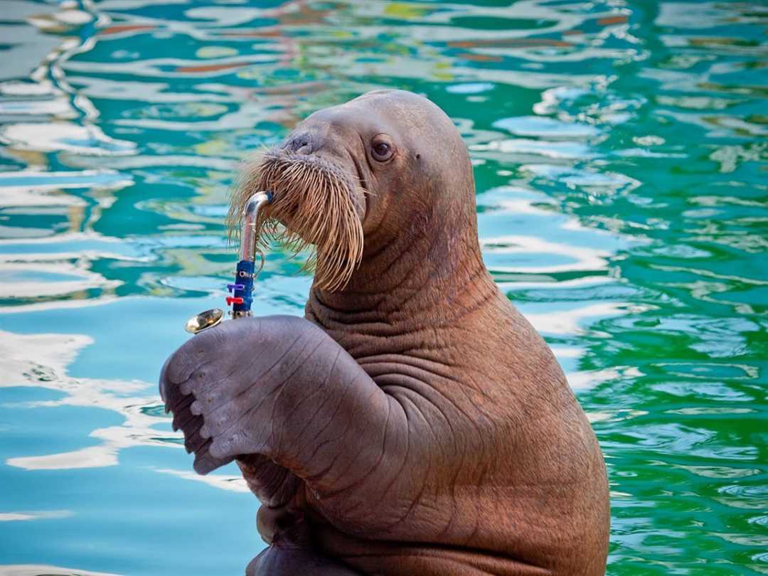 Где живет морж: распространение и ареал обитания