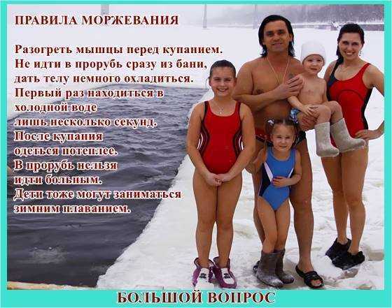 Кто такие моржи