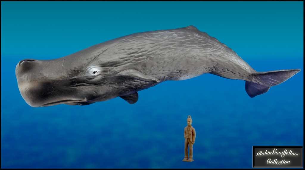 Как выглядит кашалот