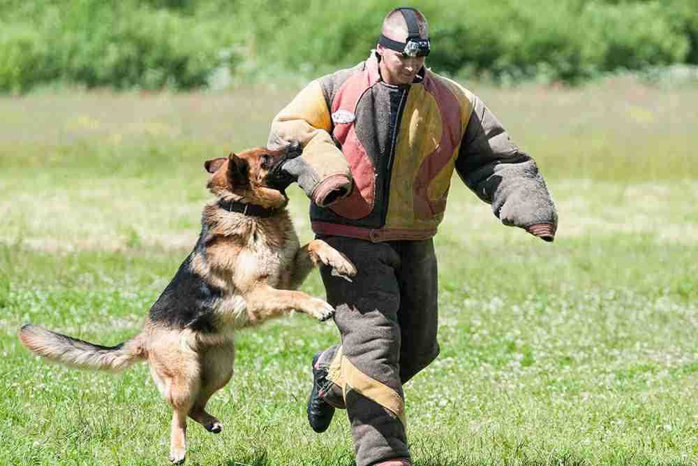 Где учат на кинолога в России?