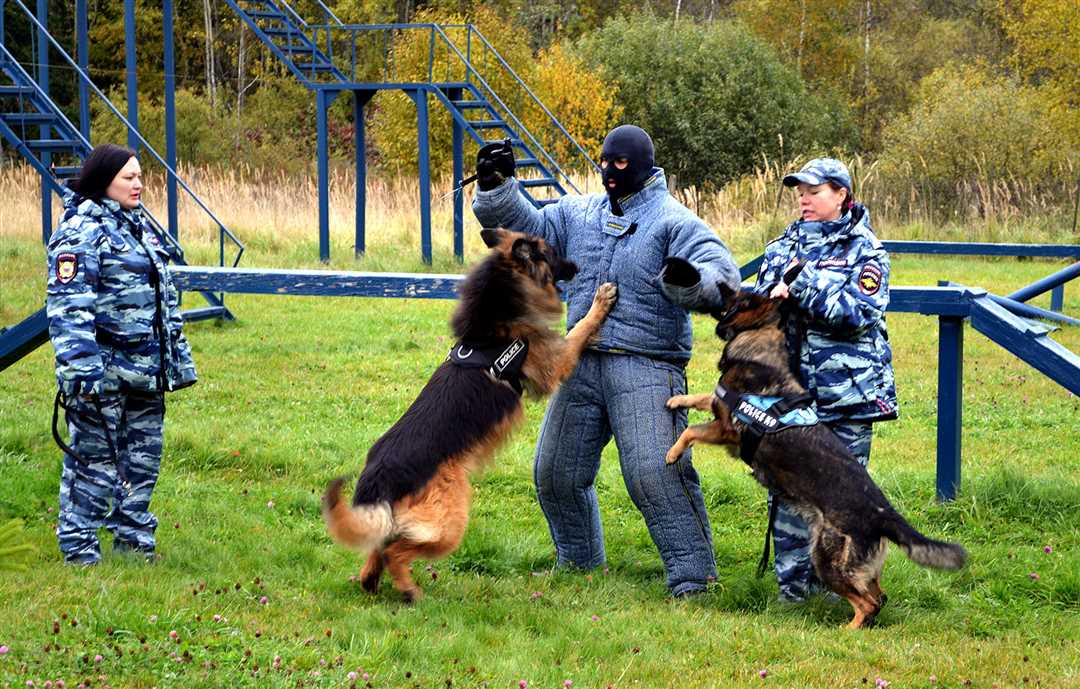 Кто такой кинолог Кто такой кинолог