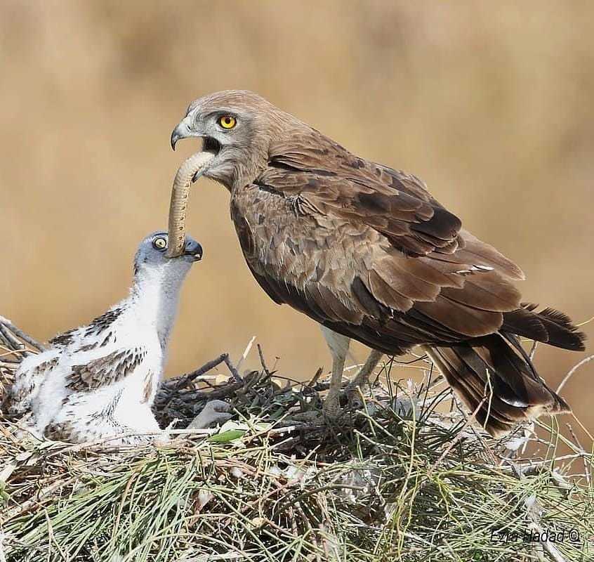 Описание внешности змеяда