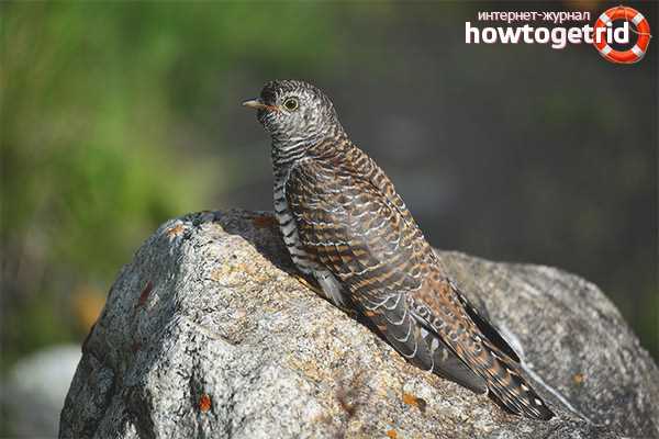 Питание кукушки