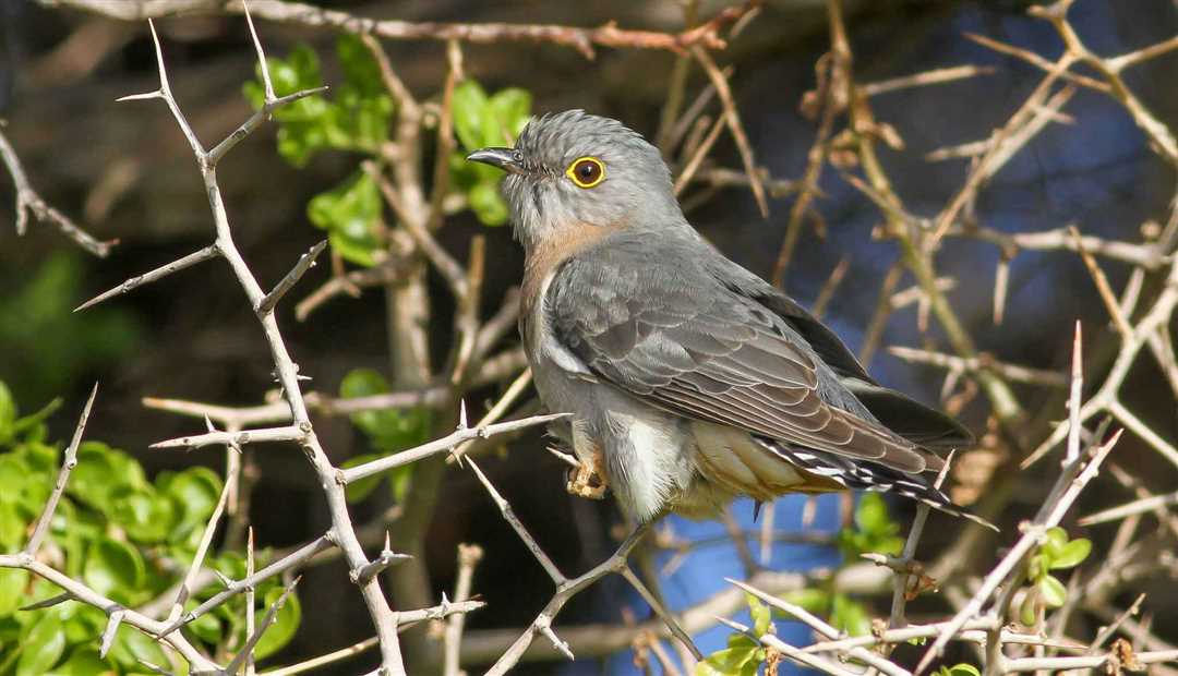Особенности кукушки