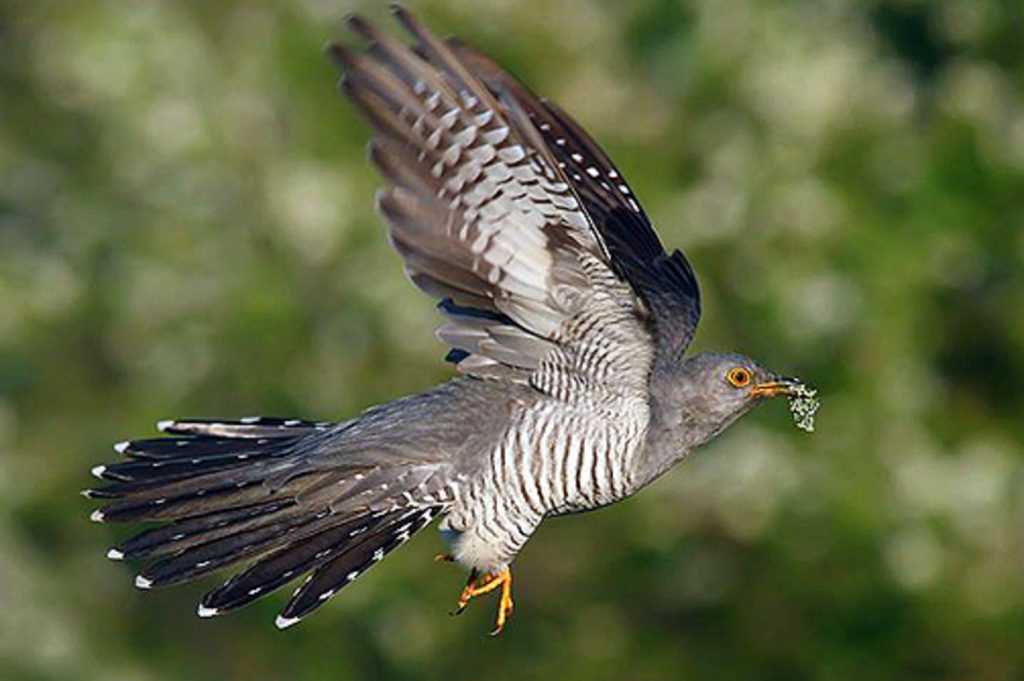 Кукушка: фото и описание птицы | Интересные факты и особенности