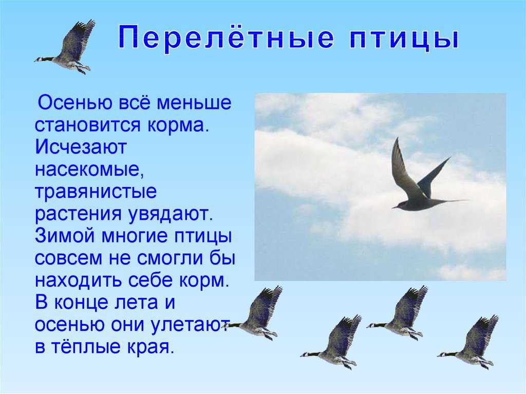 Кукушка перелетная птица или нет Кукушка перелетная птица или нет