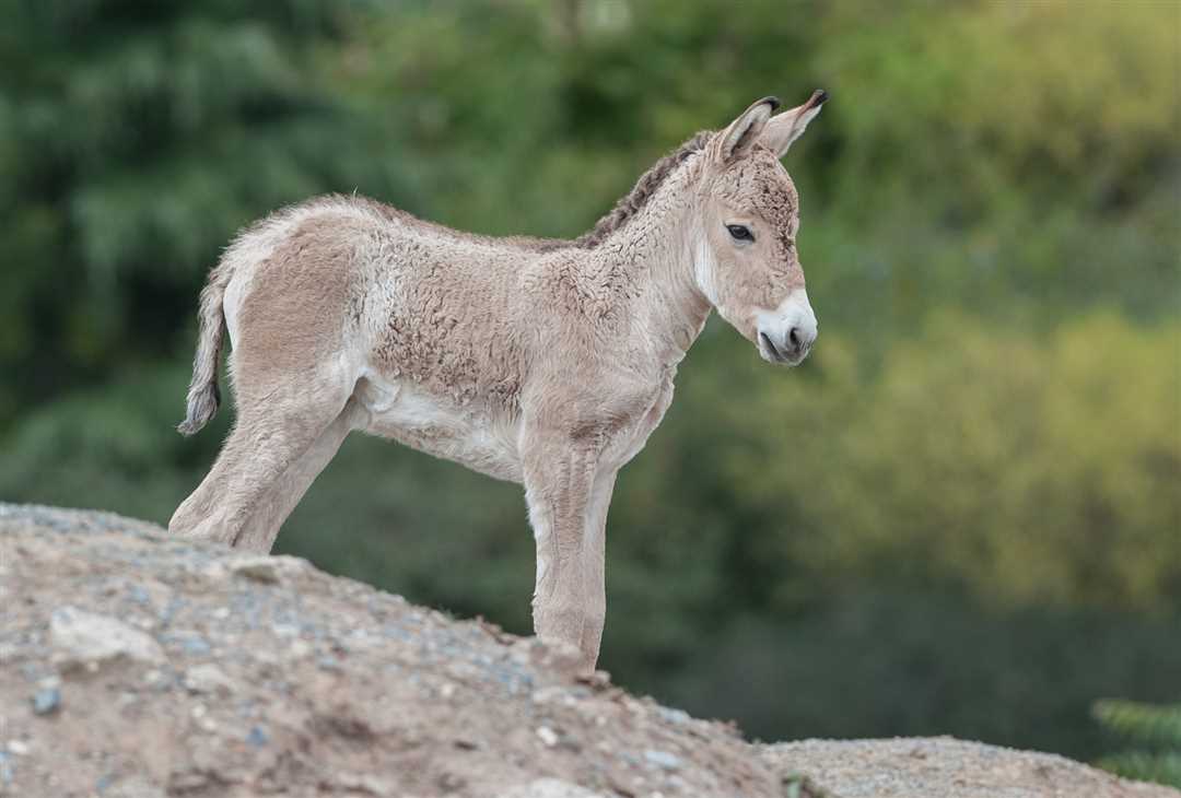 Где обитает кулан?