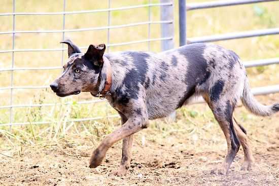 На фотографиях можно передать всю красоту и неповторимость каждой породы собак. Вы можете подчеркнуть уникальность внешности и выражение глаз, постараться запечатлеть характер своего питомца. Уникальность снимков собак заключается в возможности передать их индивидуальность и независимость, даже если это маленький щенок.