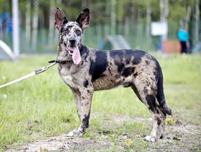 Фотографии собак могут быть разнообразными и удивительными. Вы можете запечатлеть домашнего питомца на прогулке, во время игры или отдыха. Фотографии собак в природе, в городе или даже на фоне достопримечательностей непременно станут яркими и запоминающимися.