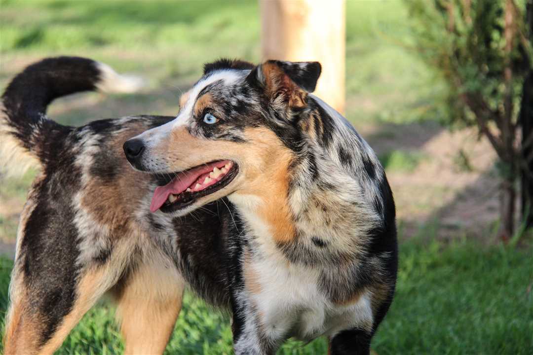 Кули собака фото