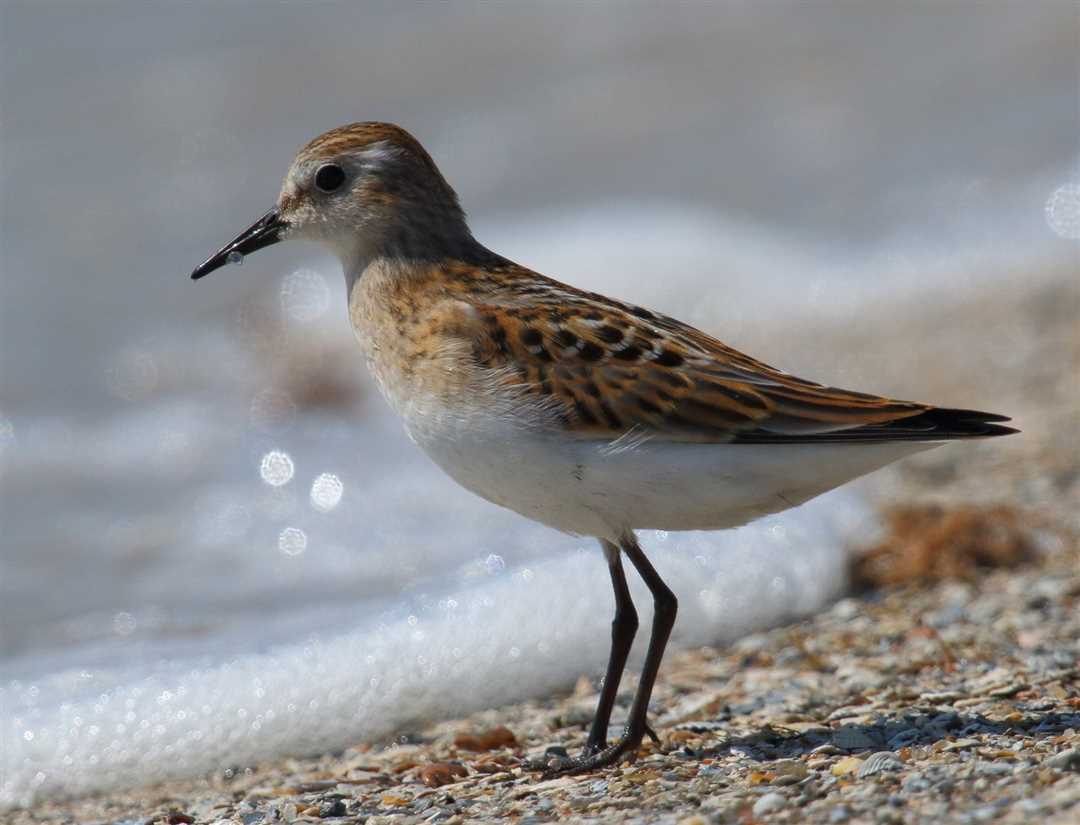 Кулик: как выглядит, чем питается, названия и фото этой птицы