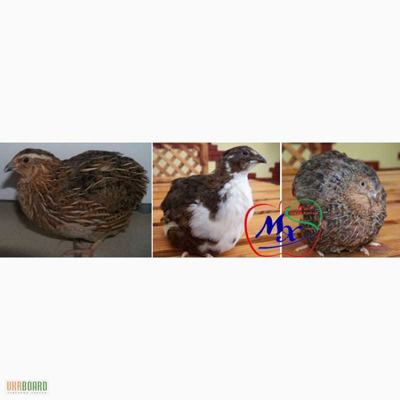 Количество птиц в клетке