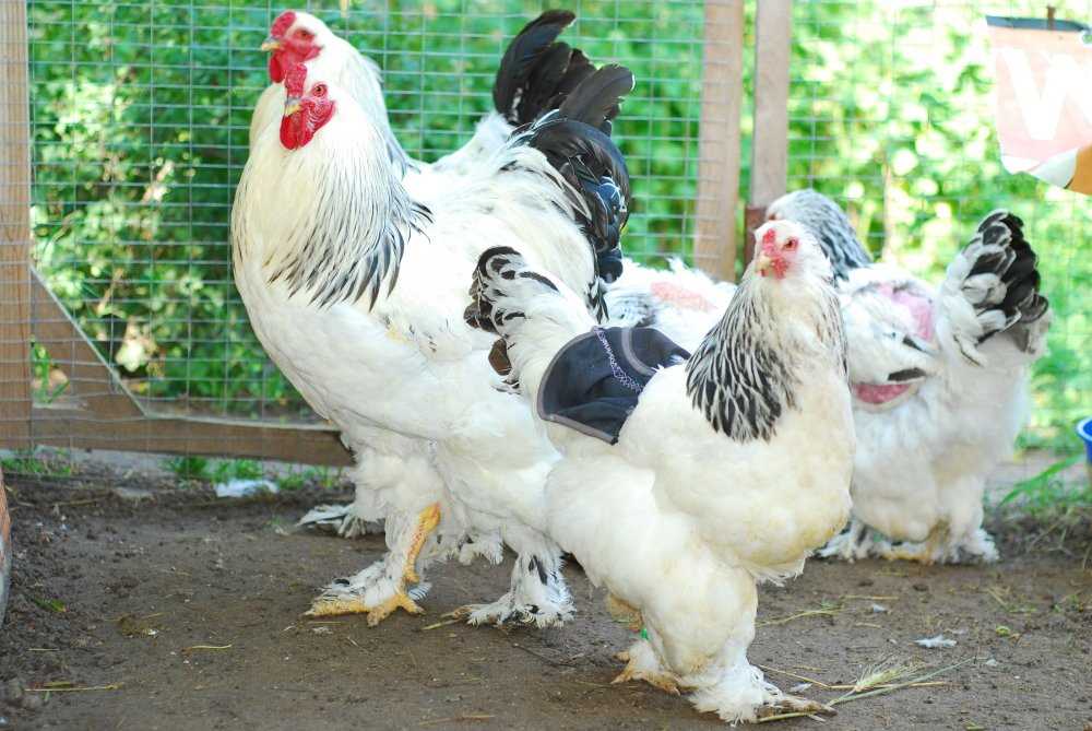 Особенности разведения кур Брама