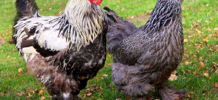 Куры Брама: описание породы и особенности содержания Куры Брама: описание породы и особенности содержания