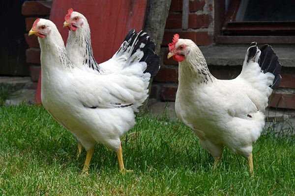 Цвет оперения