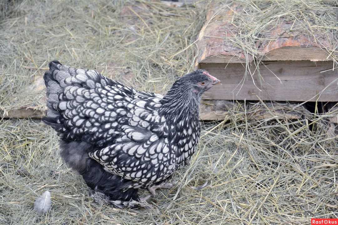 Кличка и описание пестрой курицы несушки