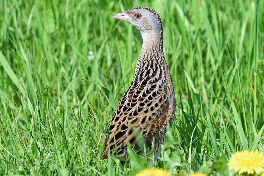 Куропатка фото - узнайте больше о великолепной птице в нашей фотогалерее