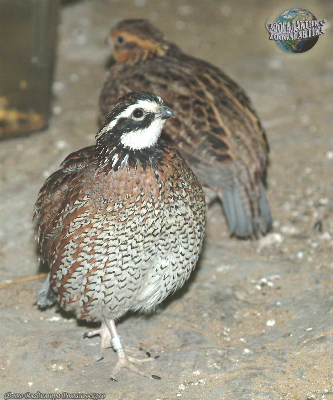 Куропатки на открытом пространстве