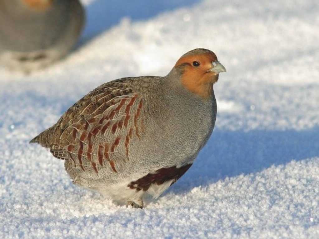 Как выглядит куропатка: фото, описание и краткое описание
