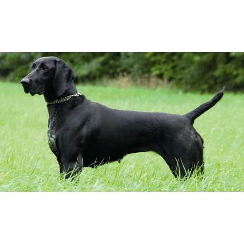 Курцхаар: фото собаки породы с описанием и особенностями Курцхаар: фото собаки породы с описанием и особенностями