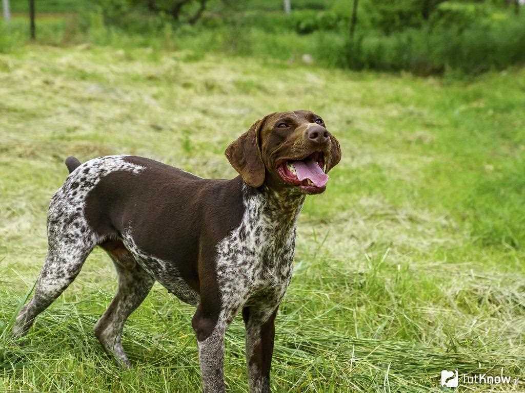 Выбор правильного щенка для домашнего содержания