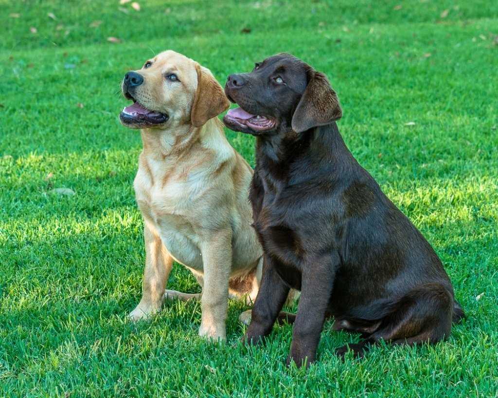 Лабрадор. Фото породы собак с описанием и характеристиками