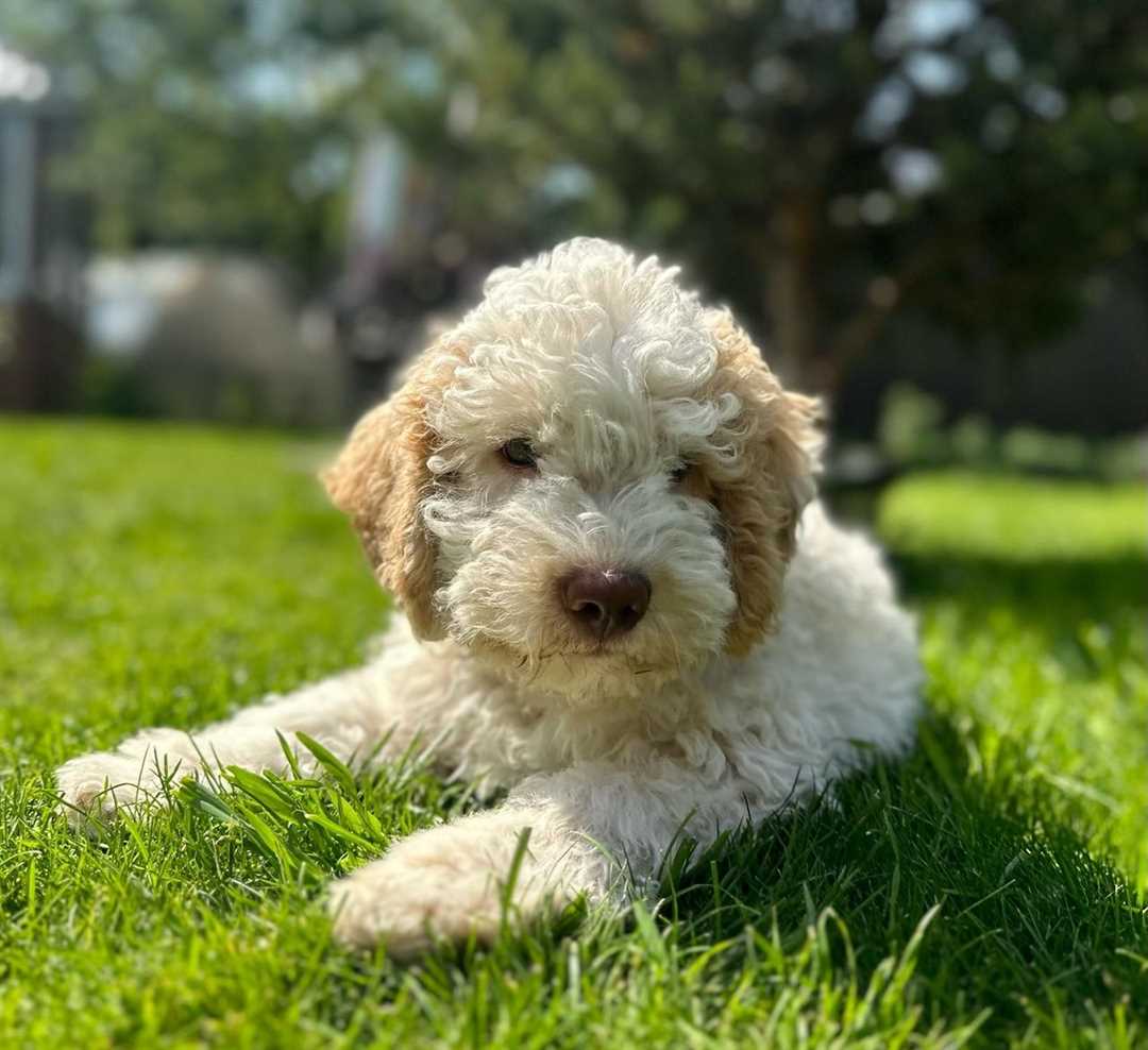 Итальянская водяная порода собак для поиска трюфелей - лаготто романьоло