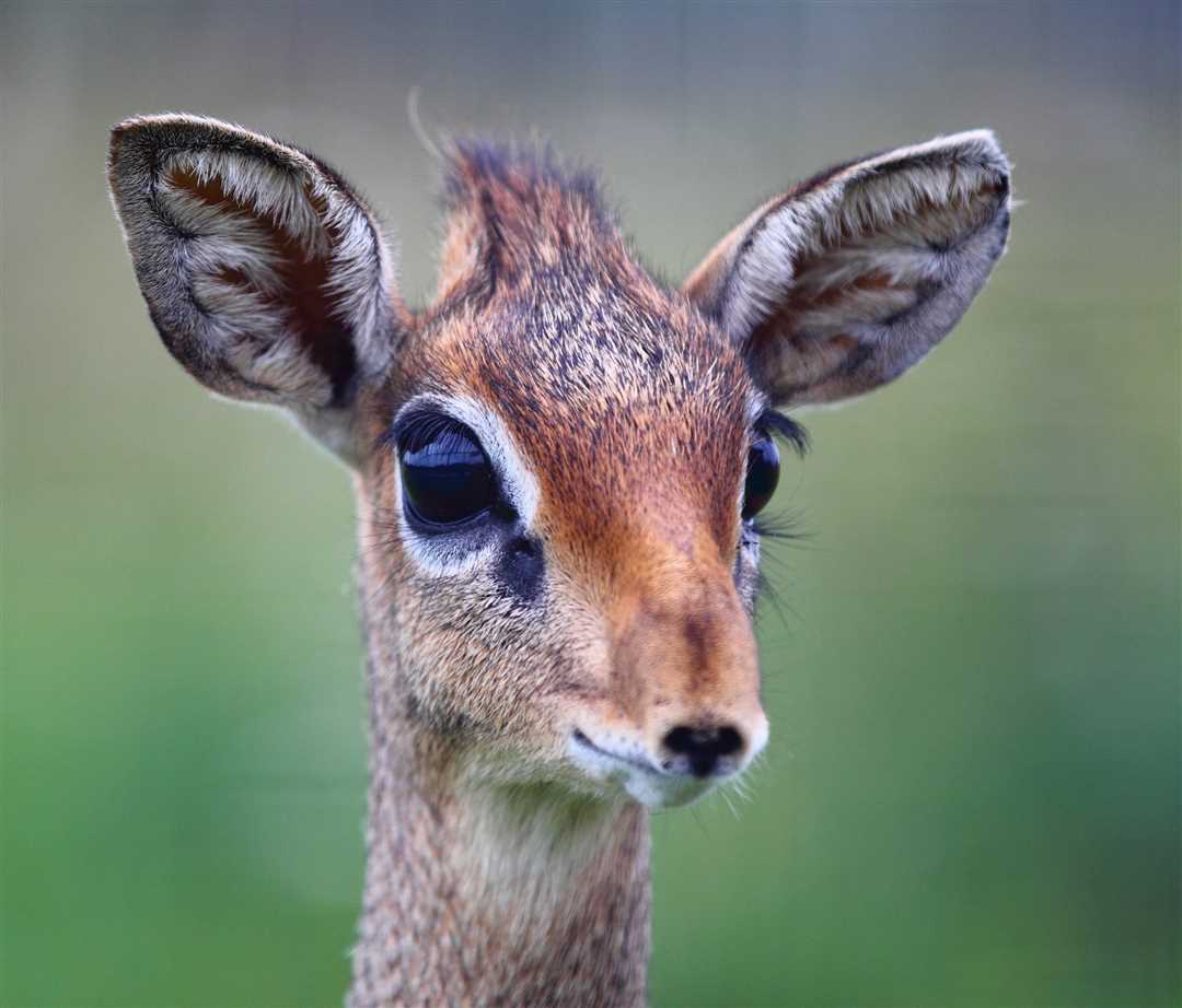 Что такое горная лань?