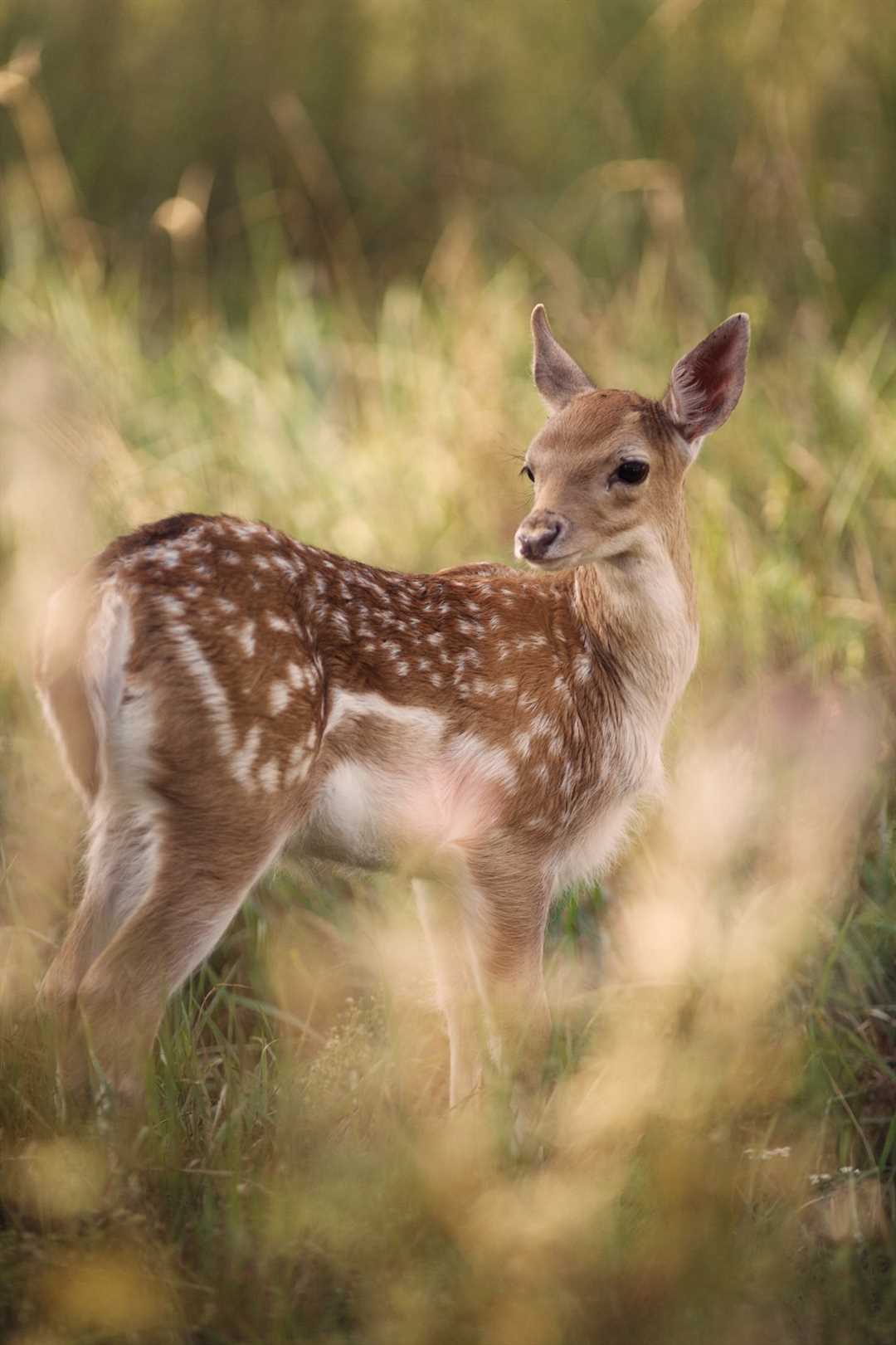 Сколько весит лань?